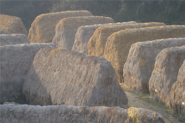 八大胜生产的另一种主要原材料——沙田稻草
